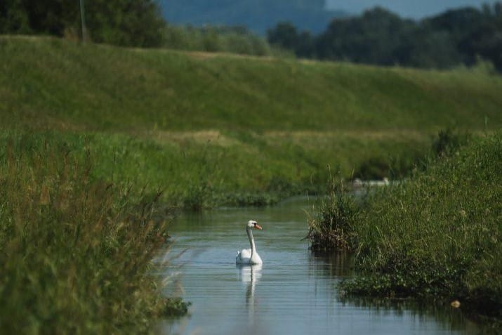 11_Ptujsko-jezero-715x1024